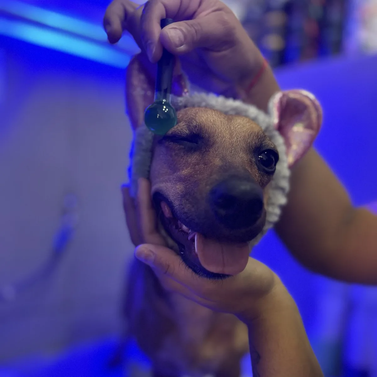 Banho relaxante com cromoterapia para pets no Patas de Casa